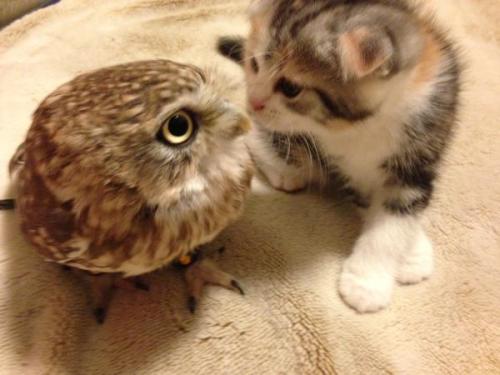 feathercut: Kitten and owlet friendship (source)