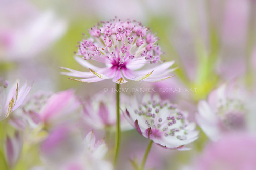 Sweet Astrantias by Jacky Parker Floral Art on Flickr.