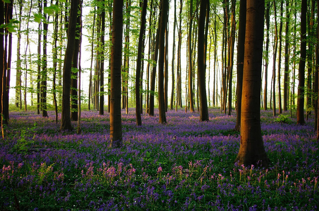 drxgonfly:  (by  Tomoaki INABA)