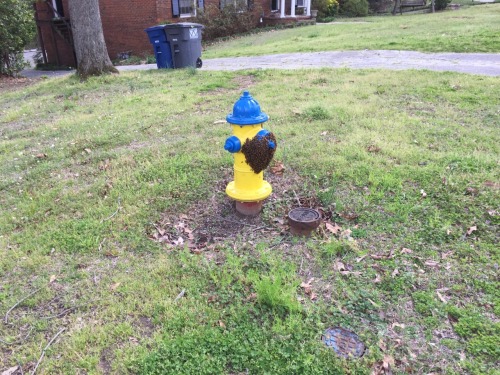 droct0:foxthebeekeeper:A neighbor called and said she saw a swarm on a fire hydrant so I grabbed my 