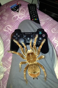 hobbit-queen:  jesscookie:  mercurykiss:  rnaggots:  yes im a spider yes i play video games  i just lost it THAT SPIDER IS AS BIG AS A FUCKING PS2 CONTROLLER WHAT ARE YOU FEEDING ITNUCLEAR WASTE?!???!!?!  don’t hit on me silly boyzz ;))))  I need to