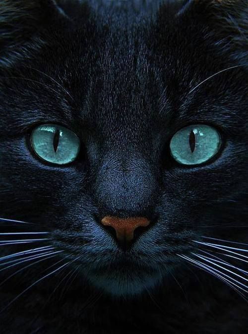 mistymorrning:  (via 1428629696302176.jpg (JPEG Image, 500 × 673 pixels))  