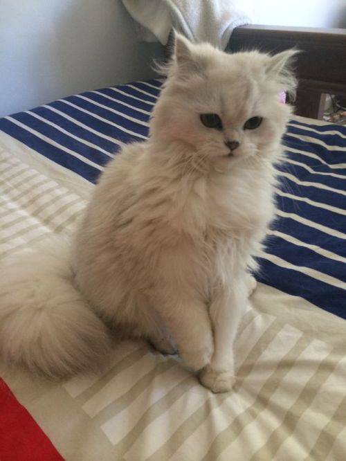 animalsdancing:Sushis “I’m about to attack you” face