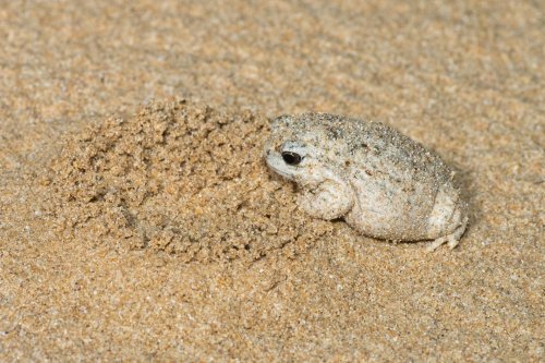 toadschooled: The sandhill frog [Arenophryne rotunda] is a plump little burrower native to the weste