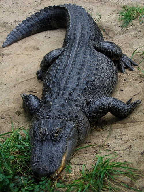Hey, So... I Know That The "animals With Eyes On The Side Of Their Head Are Prey- And Dragons On Eyes