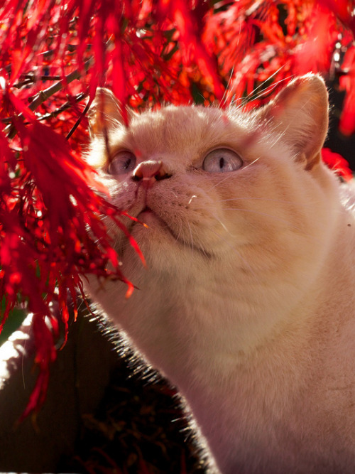 Autumnal Acer and Harvey(via citrineblue)