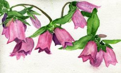 havekat: Cherry Bells Watercolor and Gouache