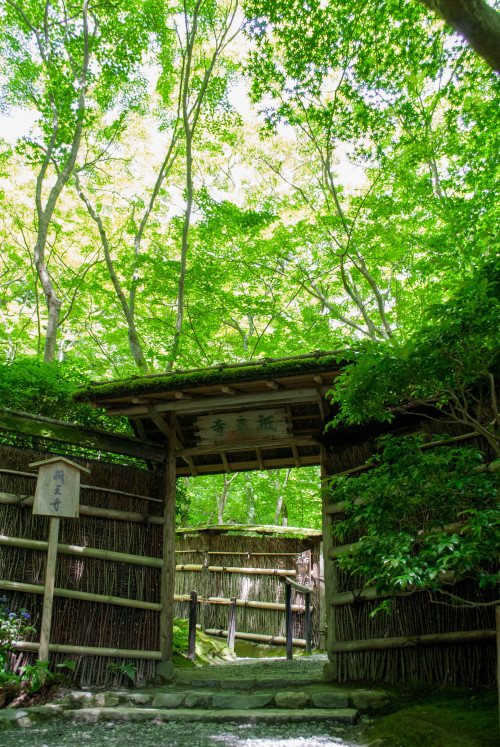 gioji-kyoto: 祇王寺夏景色