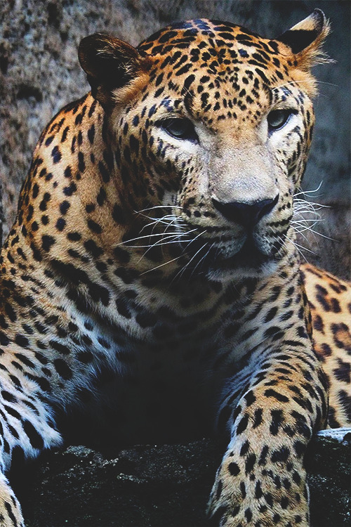 wearevanity:  Leopard ©   Beauty adult photos