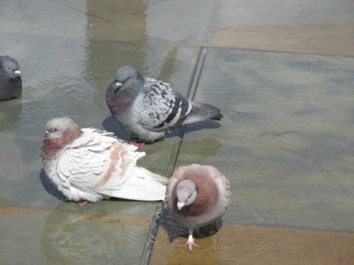 silver-whistle: Trinity Square fountain-pools Meant to reflect the Gothic minster. Perfect paddling 