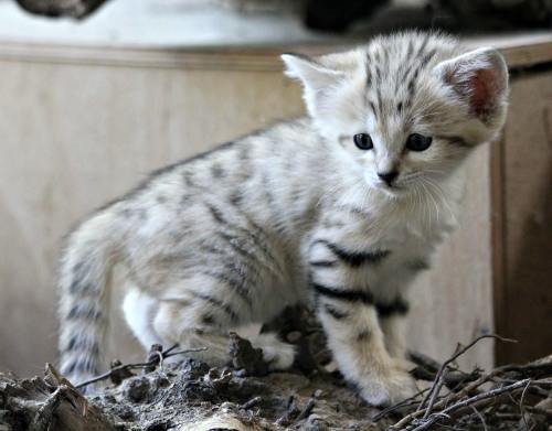 zooborns:  Sand Cat Trio Born at Zoo Brno  A trio of Sand Cats was born in April at the Czech Republic’s ZOO Brno. These petite cats will weigh less than seven pounds (3.2 kg) as adults!  Learn more at Zooborns.