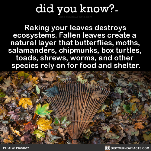 did-you-know:Raking your leaves destroys ecosystems. Fallen leaves create a natural layer that 