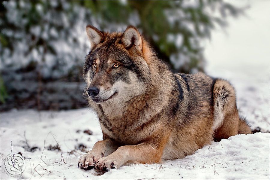 lonestray:  Taking A Break by Wolfenphotography 