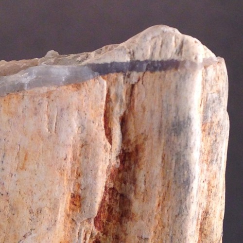 rrareearthh:Petrified wood with cool blue chalcedony from a creek in Columbia County, Oregon. Octobe