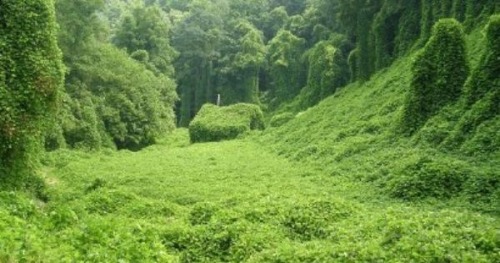 capacity:Living in a house like this would make me so happyThis is called KUDZU. People hate it! Eve