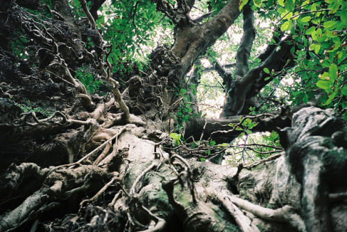 joslo:  2005-03 14  Nagasaki-ken Kamigotou - Akou Tree at Narao Shrine 2 by stormsewer on Flickr.