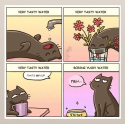 liamsen:  !!!!THIS ACTUALLY HAS A REASON!!! The most people put the water bowl next to the food bowl.This makes the water soiled from the cats point of view!Why?Because outdoors water is often contaminated if dead meat is next to it (aka an animal corpse,