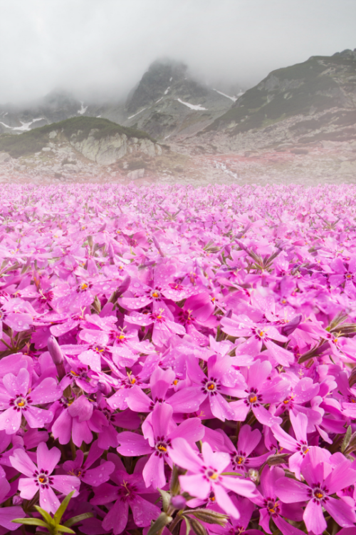 tulipnight:Blooming Mountain by Adrian Borda