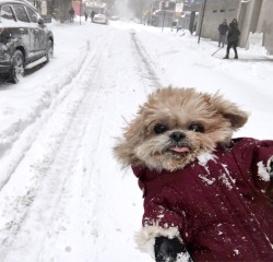 marniethedog: It snowded 