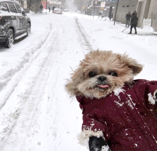 Porn Pics marniethedog:  It snowded 