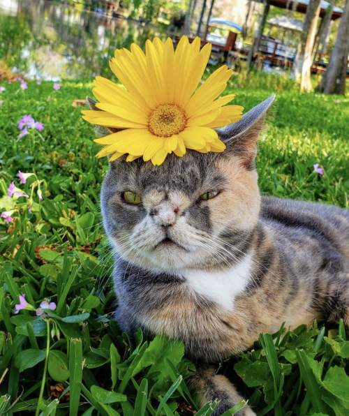 the-sunflower-one:Happy Caturday!