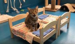 viralthings:IKEA donated doll beds for the cats at a local shelter