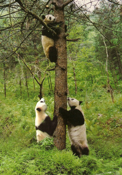giantpandaphotos:  © Américo Alves. 