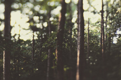 papa-nature:   	the woods by LaneyButler 