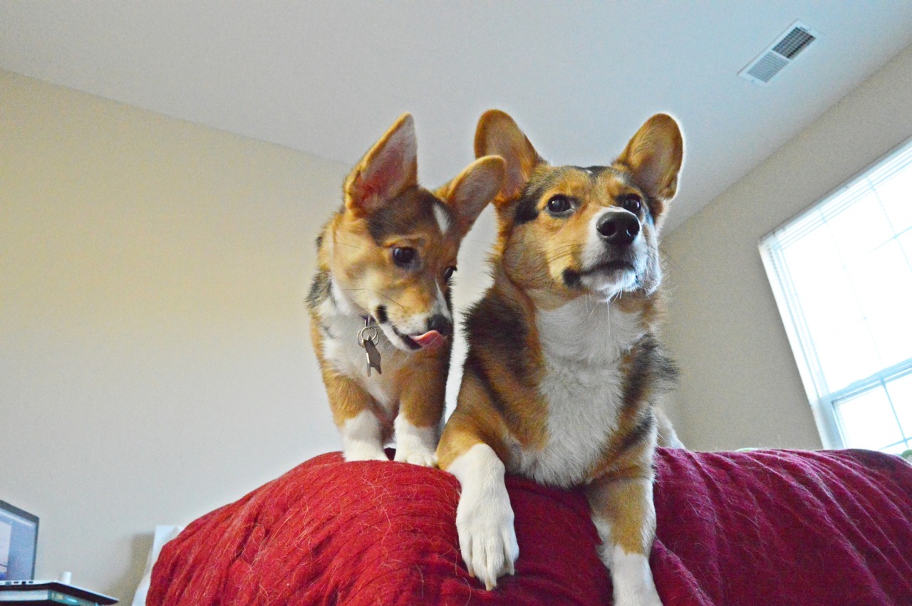 vegasthecorgi:  &ldquo;Everything the light touches is our kingdom.&rdquo;