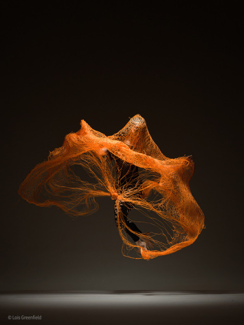 myampgoesto11: Lois Greenfield Artist statement: “I’ve spent the last 35 years of my pho