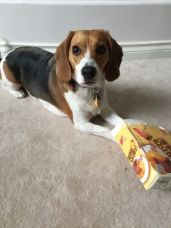 nala-thebeagle:  I love destroying empty cardboard boxes. It’s my hobby 🐶  @empoweredinnocence yeah, is that the ONLY thing yours does?   Let&rsquo;s compare.  😉