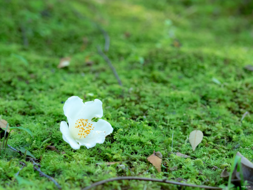 ご無沙汰ぶりにございます。介護・介助生活が始まり足掛け2ヶ月。おかげさまで家族も予想以上のスピードで回復し、喜ばしいことに自立活動…どころかフツーに日常生活を送れるまでになりました。皆様の温かいご声援