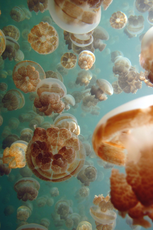 lsleofskye:Jellyfish Lake
