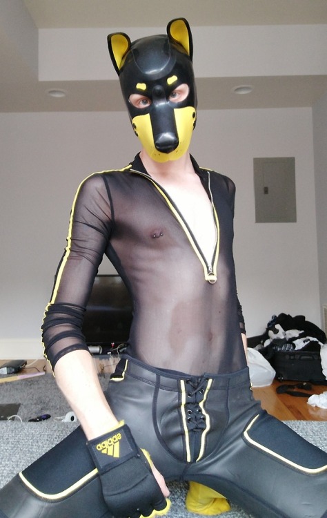 pup-rolo: Serving Kill Bill vibes in my brand new mesh bodysuit *wags wags* If only I had a samauri sword…. 🐶🐾🐕  Thanks to @puppytrick for encouraging me to go for the new purchase. And for the awesome time we’re having while he stays with