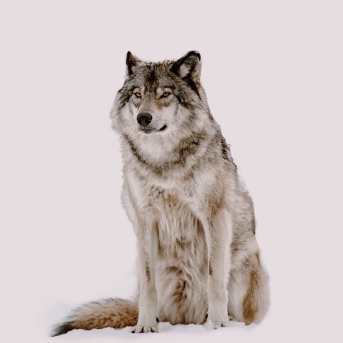 daen-erys: FAVOURITE CHARACTERS 1/? Robb Stark (Game of thrones) “They say he rides into battle on t