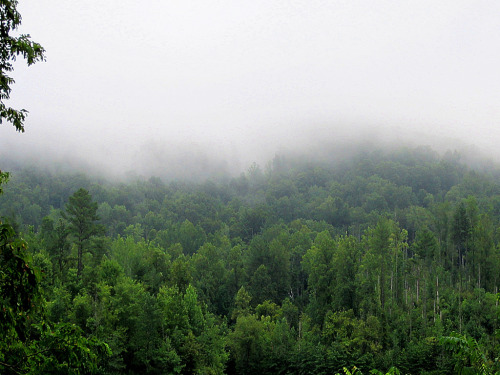 Misty Morning In Kentucky by Kentucky Mountain Man