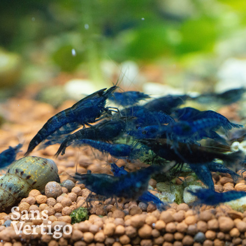 sansvertigo:  Blue Dream Shrimp Neocaridina davidi var “blue”