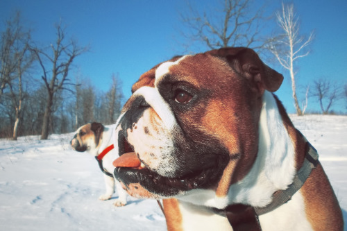 Bulldogs & Sunset