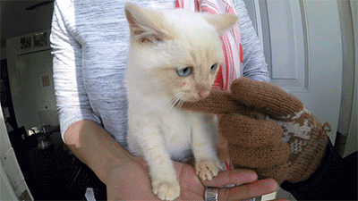 sizvideos:  Man saves a frozen kitten from death - Watch the full video 
