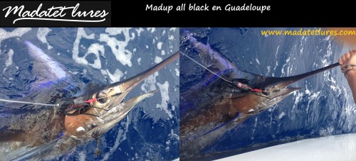 Marlin bleu pris sur Madup en Guadeloupe en tangonée latérale