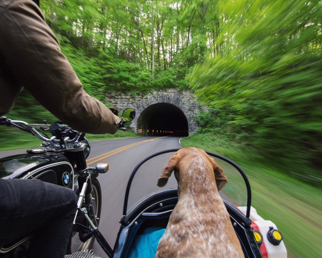 maddieonthings:  Small roads and my best dog by my side has got me smiling ear to