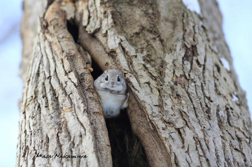 xnightmelody:  giraffeinatree:  Even the flying squirrels in Japan look like adorable little anime characters by Masatsugu Ohashi  //Squealing <33 