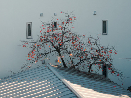 the-colors-of-tokyo: Persimmon Season Small Town Tokyo, Toritsudaigaku