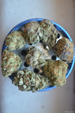 Nickijuana:  Gdp- Platnium- Blue Dream No Edit