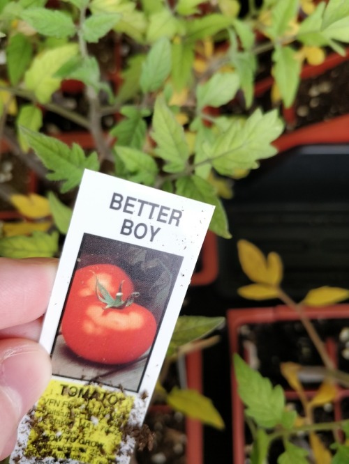 homewiththeghosts:whoever got the pleasure of naming tomato plants had a good sense of humor