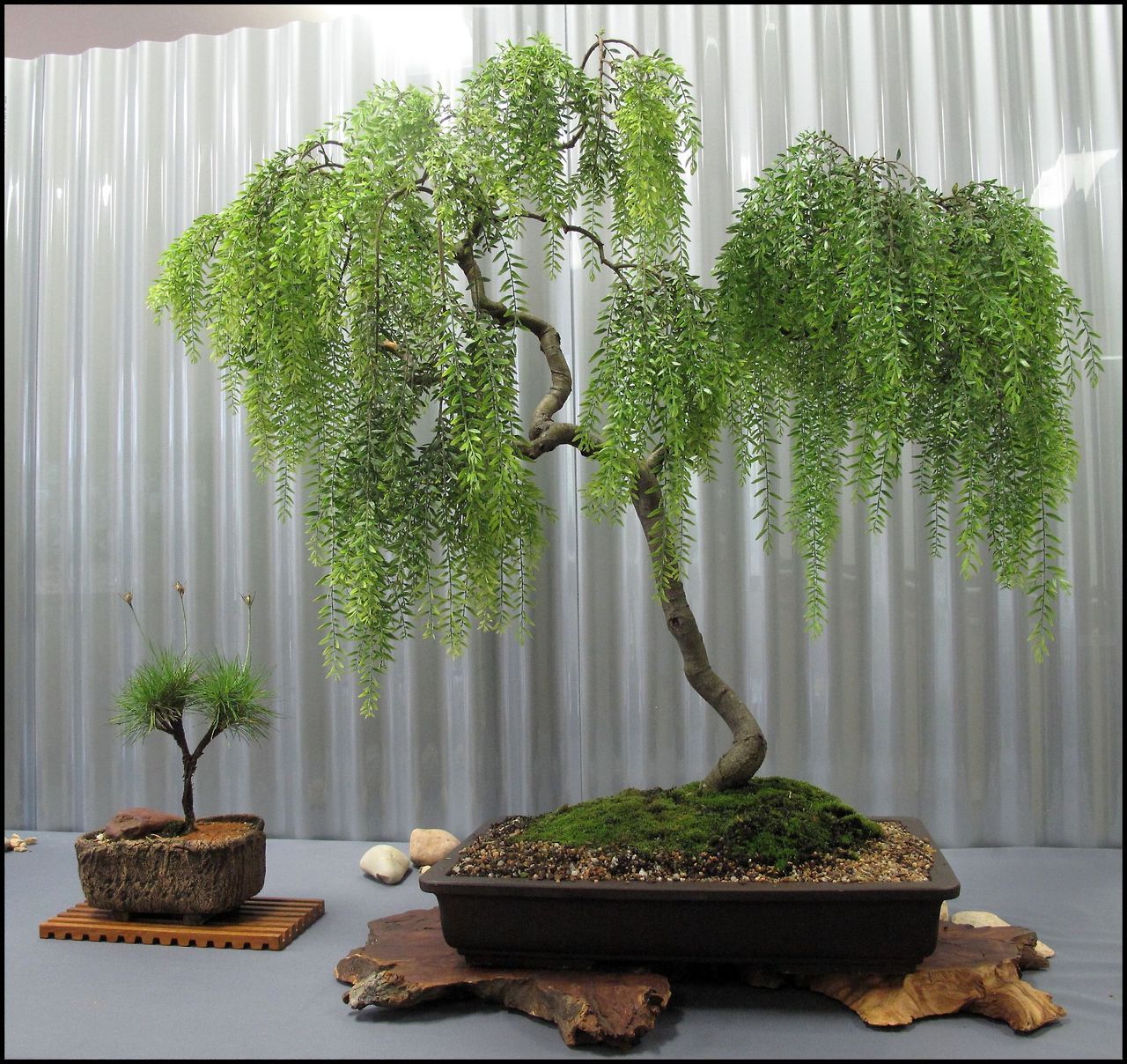 Kfighter Com Bonsai 柳 Willow 盆栽 Via What Is Weeping Willow