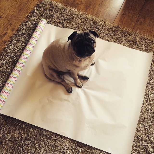 ilovepugs4ever:Follow Dog Quotes.
