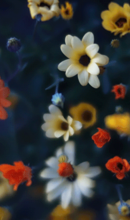 anthony-samaniego: spring pinginstagram 