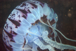 theoceaniswonderful:  Purple-Striped Jellyfish