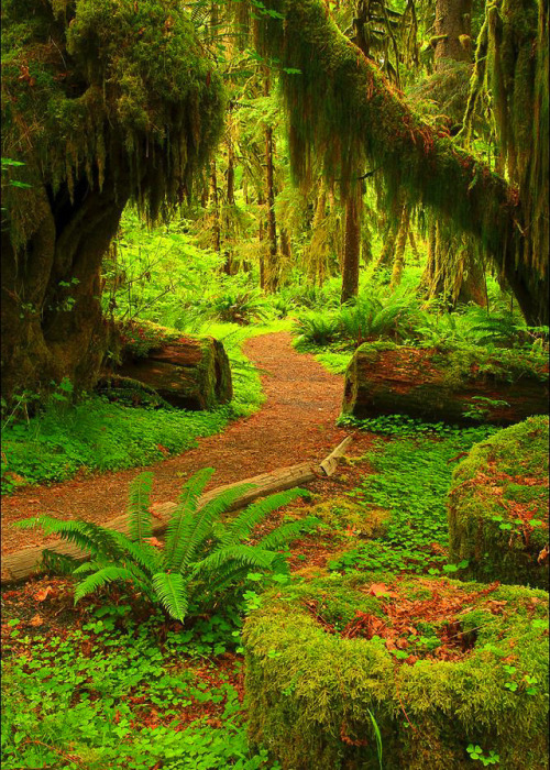 coiour-my-world:Maple Grove Trail, Quinault Rainforest, WA ~ randalljhodges